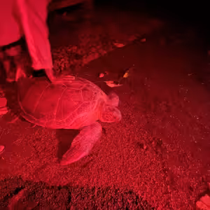 Ešus 10/3/2025: Tomáš a Ostrov Sv.Tomáše