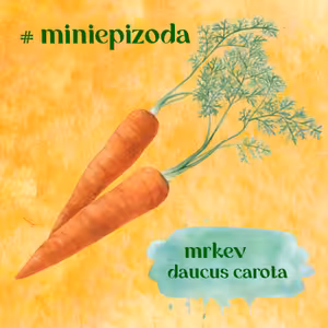#miniepizoda Mrkev