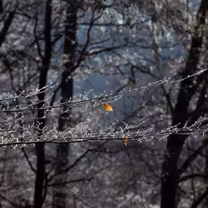 Pondelok Svätého týždňa