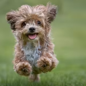 Môžu za všetko, čo sa teraz deje, psy?