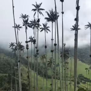 S2E8: KOLUMBIA - Tučné kone