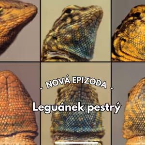 28: Hra kámen-nůžky-papír, která trvá už 15 000 000 let