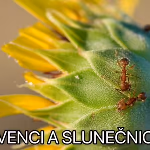 Svědectví z Kuřimské kauzy