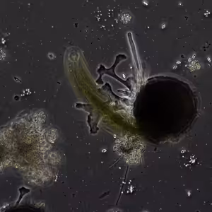 6th episode – In the Tentacles of the Murmur: A Dark New World