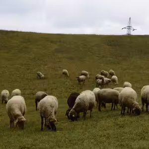 3.12. Láskavý záujem