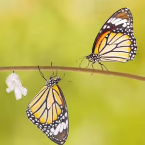 Evangelium je o proměně