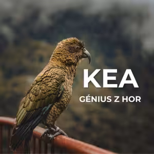 57: Rozbité auto? Možná za to může papoušek. Tohle je nestor kea, génius novozélandských hor.