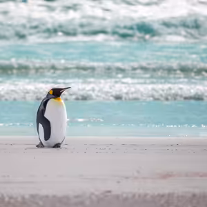 S12E12: JUŽNÁ GEORGIA - Mám slabosť pre ľadovce