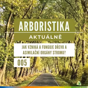 Jak vzniká a funguje dřevo a asimilační orgány stromu? - Arboristika aktuálně #005