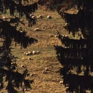 Oblak a pes (Cloud and a dog)