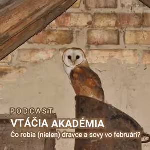 Čo robia (nielen) dravce a sovy vo februári? *nie pre citlivé povahy*