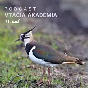 Pani Dona zo San Antonia objavila vtáčieho kríženca a odborníci padli na zadok