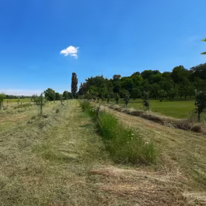 #10: Nejlepší péče o trávu pod stromy