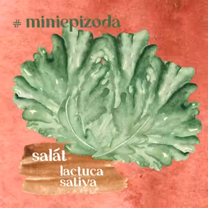 #miniepizoda Salát