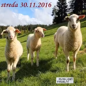 Farmári 06 - 2016-11-30 chov oviec na Slovensku