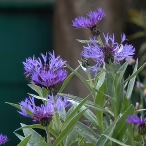 Vlákna Stvoření – živé vysílání