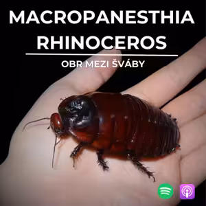 70: Obr mezi šváby | Macropanesthia rhinoceros