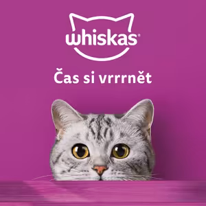 Rituály a rady: Zlepšení komunikace s kočkami ve vašem domově