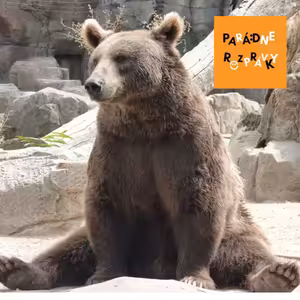 #66 Ako sa medveď našiel