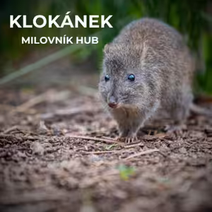 59: Živí se houbami, na nohou má srostlé prsty, dorůstá velikosti menšího králíka, ale zásadně podporuje krajinu kolem sebe | Klokánek krysí
