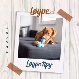 27 | 10 + 1 tipů, co dělat se psem, když je venku hnusně | Løype tipy