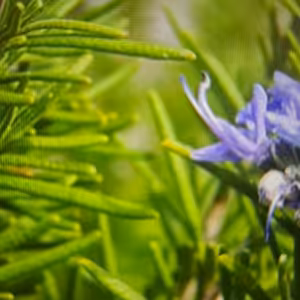 Rosemary - rozmarín