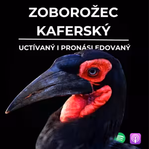 79: Uctívaný i pronásledovaný | Zoborožec kaferský