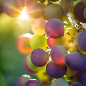 V Kadani chystají tradiční Svatováclavské vinobraní