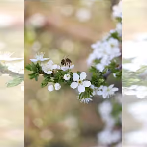 Piatok vo Veľkonočnej oktáve