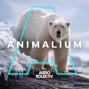 Animalium: Mořský medvěd — pán Arktidy