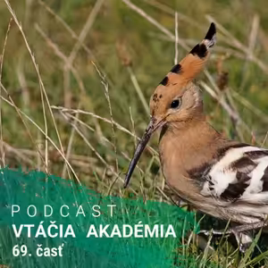 Prečo vtáky menia svoje pohlavie?