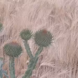 Krize ve spirále kontroly