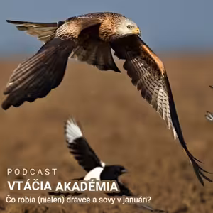 Čo robia (nielen) dravce a sovy v januári?