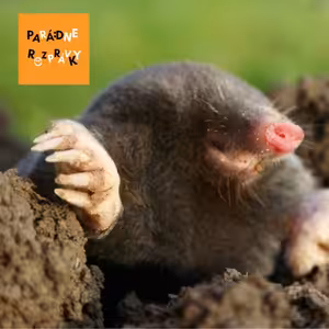 #31 Ako krtko zablúdil