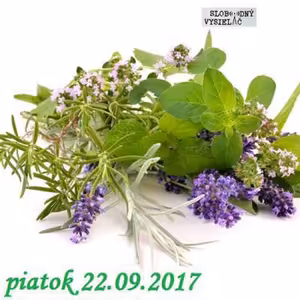 Riešenia a alternatívy 38 - 2017-09-22 Zber a pestovanie liečivých rastlín