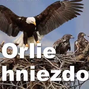 Orlie hniezdo 2 - úroveň zrelosti