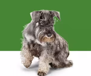 Jak odčervit mazlíčka