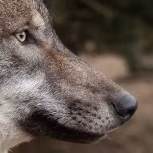 Hodina Vlka 04 - 2015-11-02