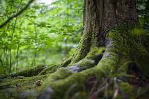 Masy českých turistů ruší naše zvířata dokonce i v noci a brzy ráno, říká ředitel Správy Národního parku Šumava Pavel Hubený