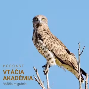 Vtáčia migrácia 2