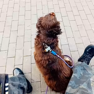 Achcik- waaaaau oni střílí.hahh