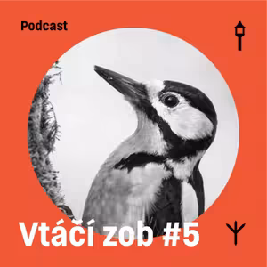 Vtáčí zob #5 — Ďateľ veľký (Samuel Sabol, Jakub Lenart)
