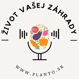 Záhradkárska minútka - Oregano si dopestujete v záhrade aj v kvetináči