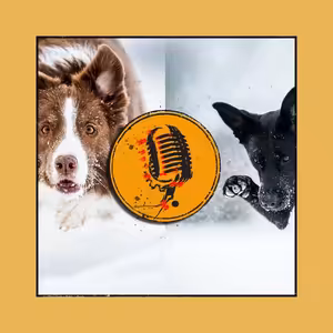 Podcast s profesionální fotografkou psů Anetou Jungerovou