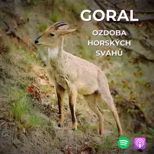 68: Ne zrovna známý poklad východoasijských hor | Goral