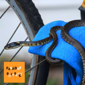 #70 Ako sa had učil bicyklovať