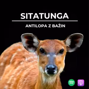 81: Antilopa z bažin | Sitatunga