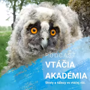 Straty a nálezy vo vtáčej ríši