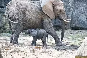 “Mládě slona afrického vzešlo z umělé inseminace. Slony jsme na to připravovali pět let”, říká ředitel ZOO Zlín Roman Horský