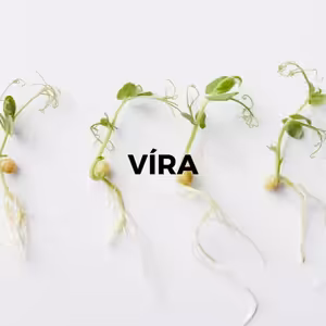 VÍRA
